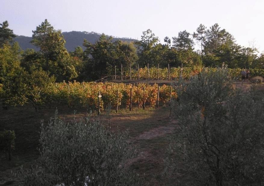 Sostio A Levante Framura Bagian luar foto